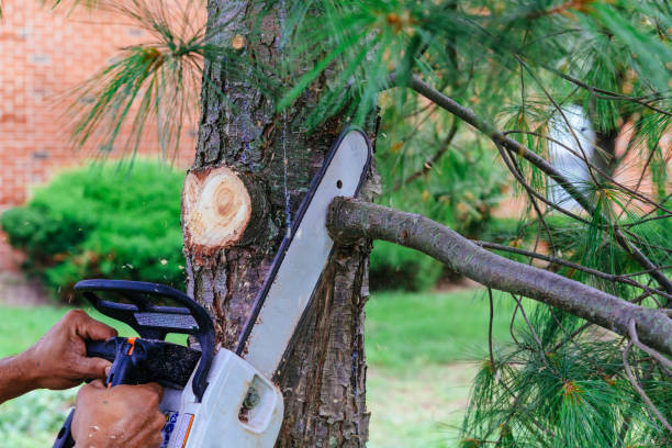  Sisco Heights, WA Tree Removal and Landscaping Services Pros